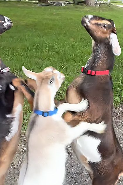Three young adult or juvenile goats with black, white, brown, and tan markings in a grassy outdoor area with trees, gravel path, spring or summer setting, midday lighting, green, brown, black, white, tan, red collars on two goats.