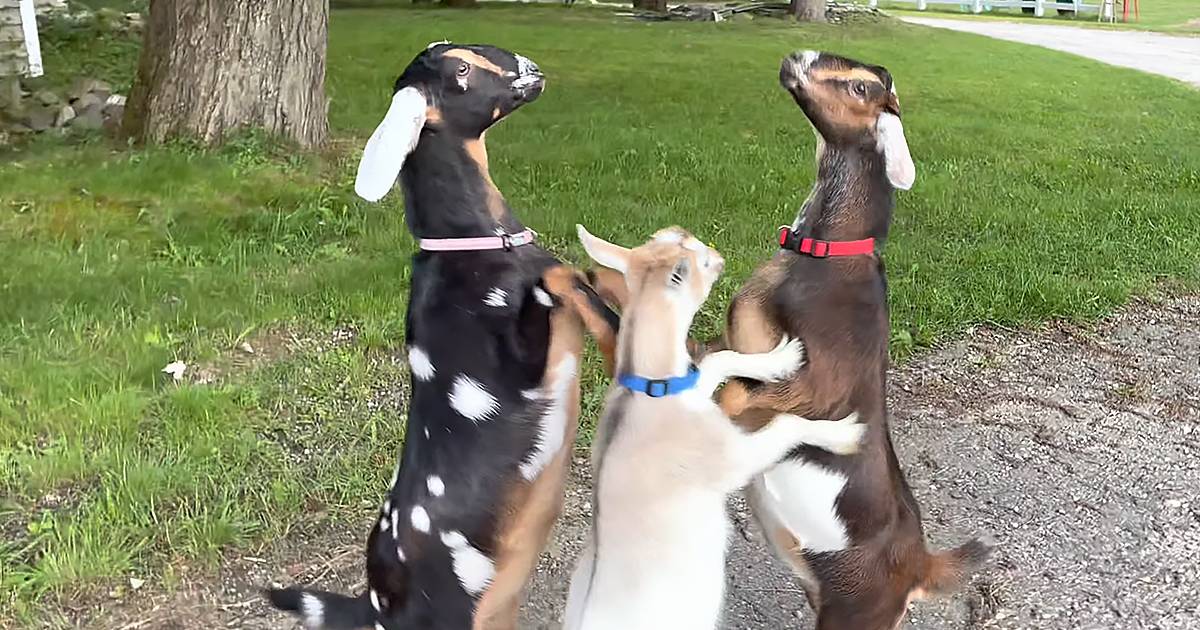 Three young adult or juvenile goats with black, white, brown, and tan markings in a grassy outdoor area with trees, gravel path, spring or summer setting, midday lighting, green, brown, black, white, tan, red collars on two goats.