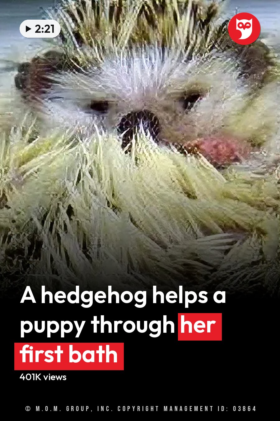 An adult hedgehog with a predominantly white body and dark brown markings indoors. The headline runs in white letters across the lower third.