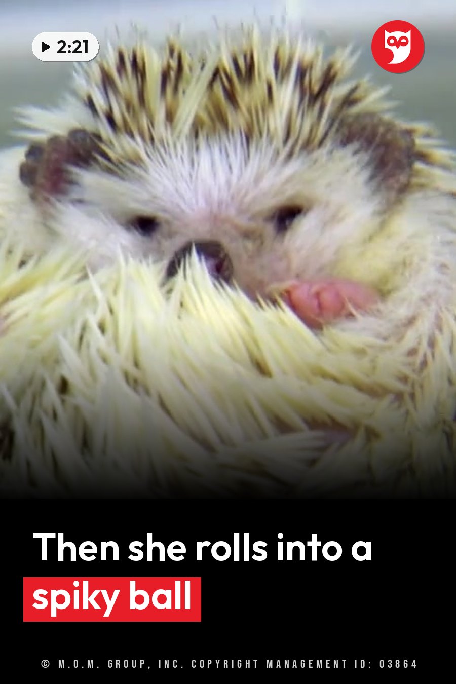 A hedgehog curled into a ball, her face partly hidden by her own quills. A headline runs in white letters across the lower third.