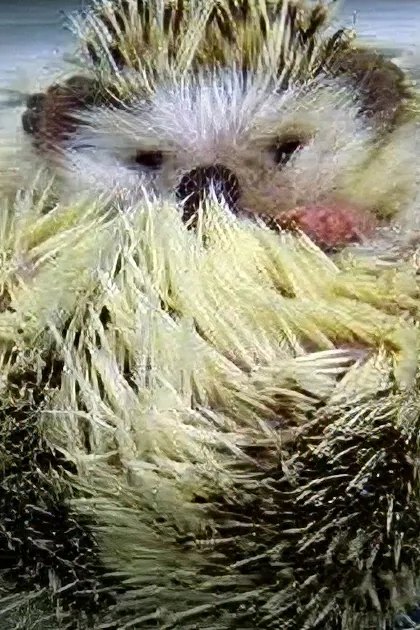 An adult hedgehog with a predominantly white body and dark brown markings indoors.