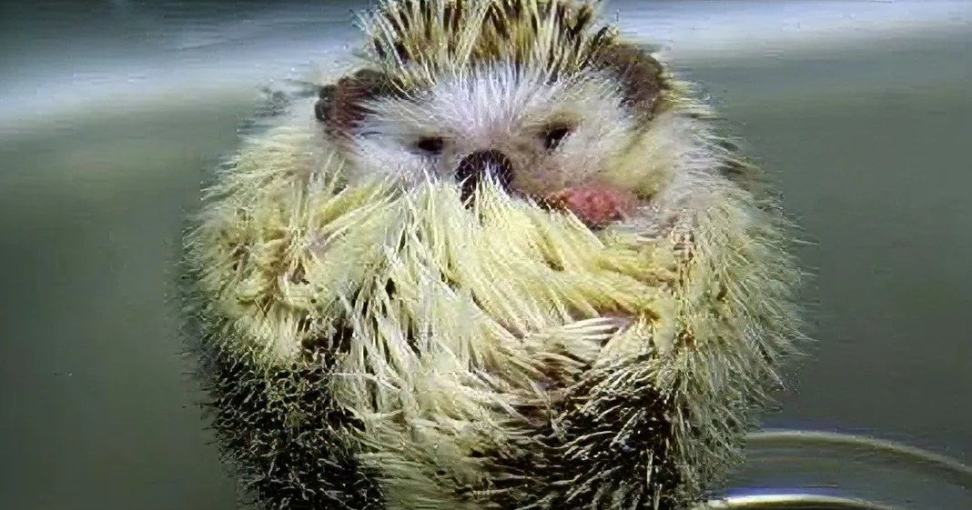 An adult hedgehog with a predominantly white body and dark brown markings indoors.