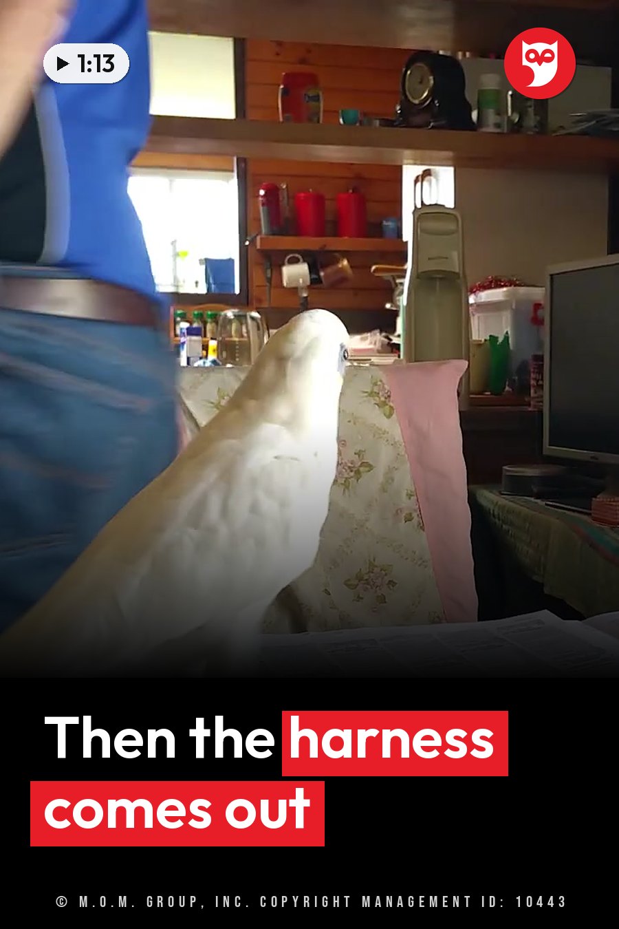 A white bird perches on a chair while a person in a blue shirt and jeans stands nearby. A headline runs in white letters across the lower third.