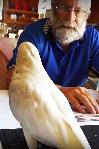 Older adult male in a blue polo shirt with white checkered pattern on shoulders, sitting at a white desk with various items around him; cockatoo perched nearby, wooden shelves holding books and other objects in the background.