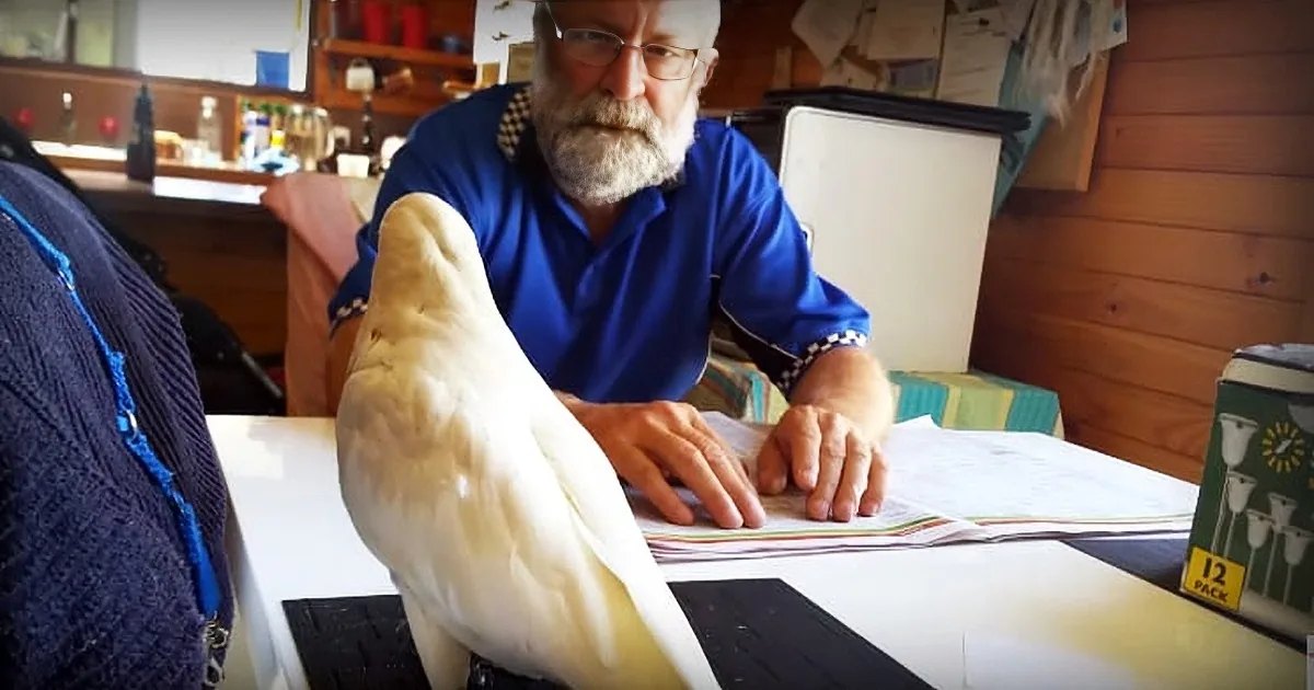 Older adult male in a blue polo shirt with white checkered pattern on shoulders, sitting at a white desk with various items around him; cockatoo perched nearby, wooden shelves holding books and other objects in the background.