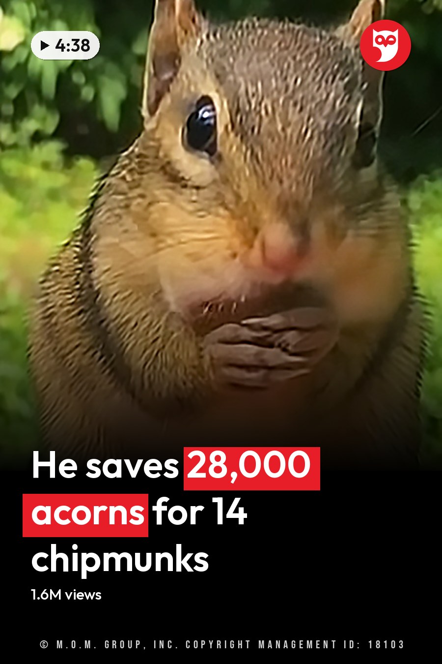 A chipmunk with brown fur and cheek pouches held in a natural outdoor setting with greenery and sunlight filtering through trees. The headline runs in white letters across the lower third.