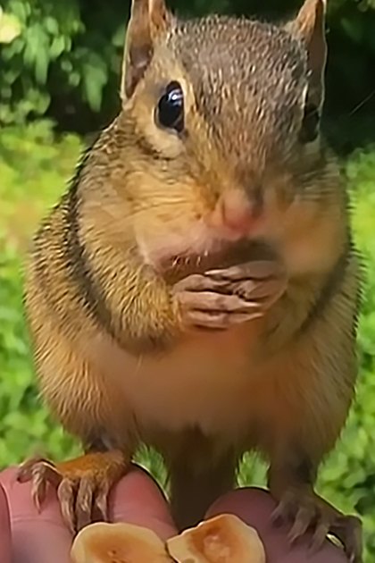 A chipmunk with brown fur and cheek pouches held in a natural outdoor setting with greenery and sunlight filtering through trees.
