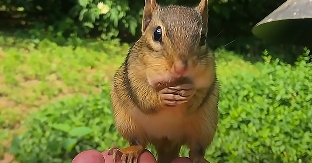 A chipmunk with brown fur and cheek pouches held in a natural outdoor setting with greenery and sunlight filtering through trees.