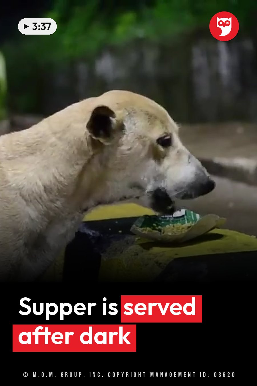 A light-colored dog eats from a green and white bag on a yellow surface at night. A headline runs in white letters across the lower third.