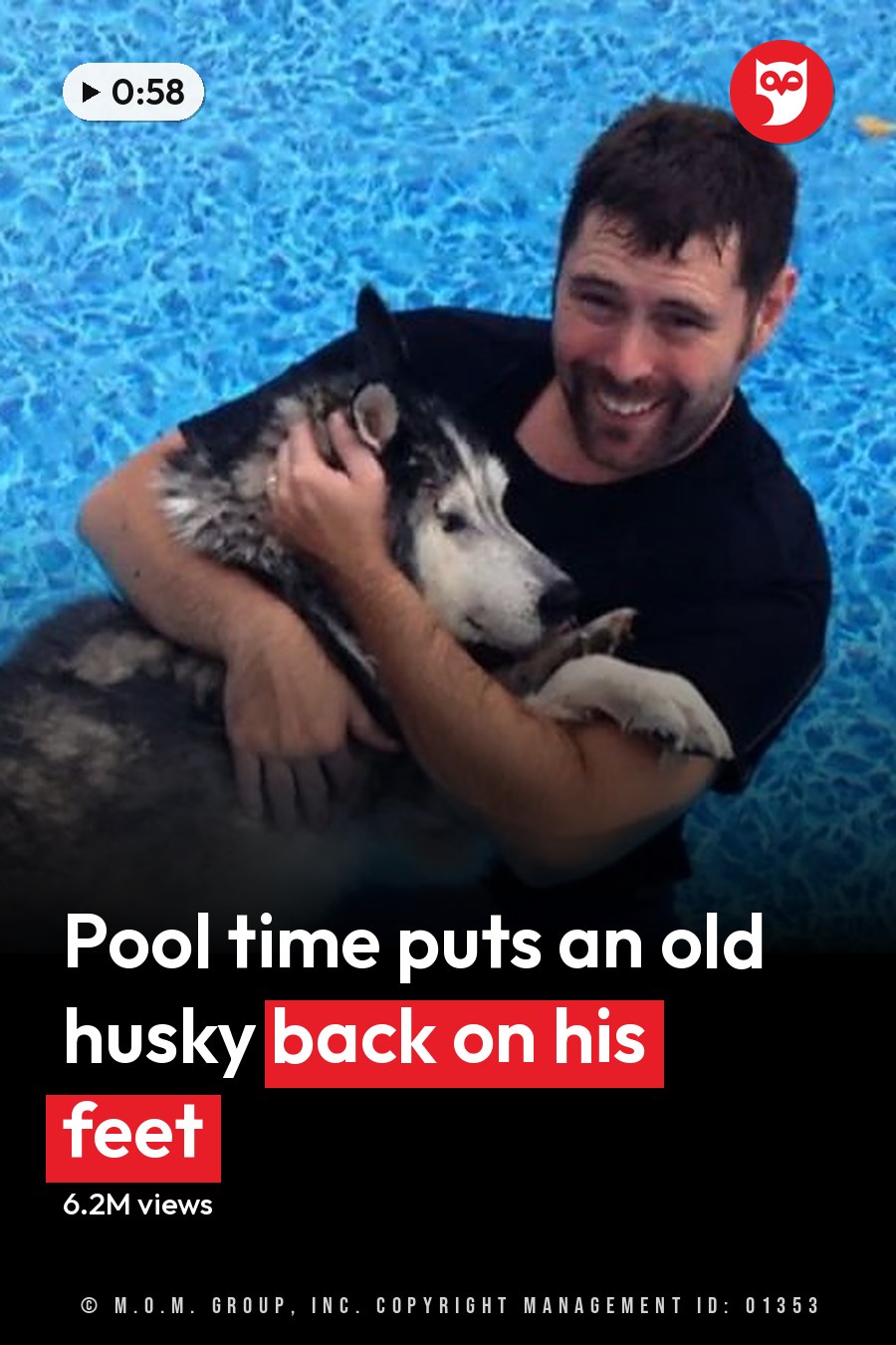 An adult male holding a gray, white, and black husky in a swimming pool setting. The headline runs in white letters across the lower third.