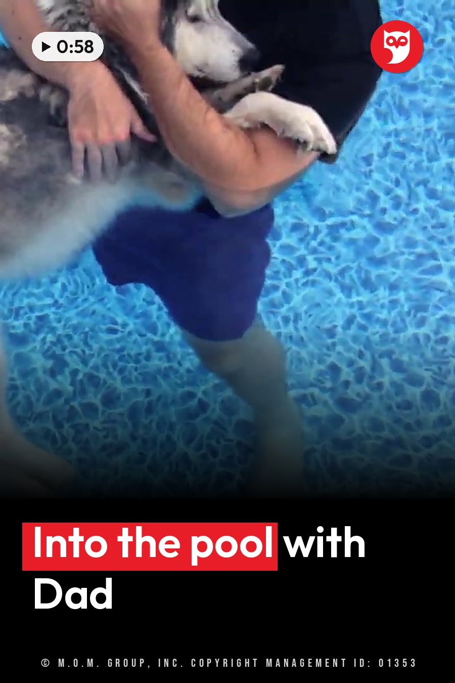 A person in a swimming pool holds a large dog with both hands around its body. A headline runs in white letters across the lower third.