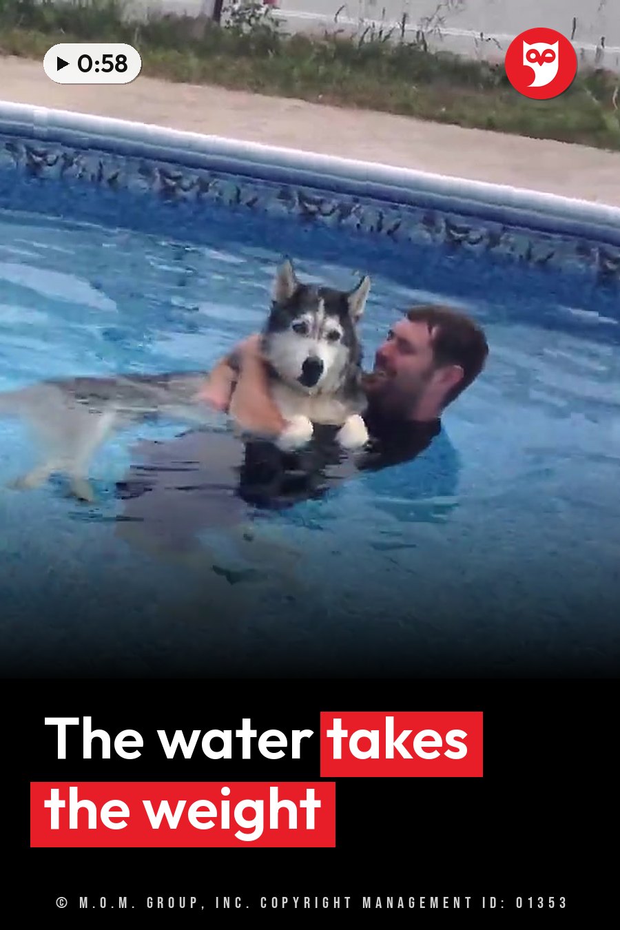 A man holds a husky in swimming pool water near the edge of the pool. A headline runs in white letters across the lower third.