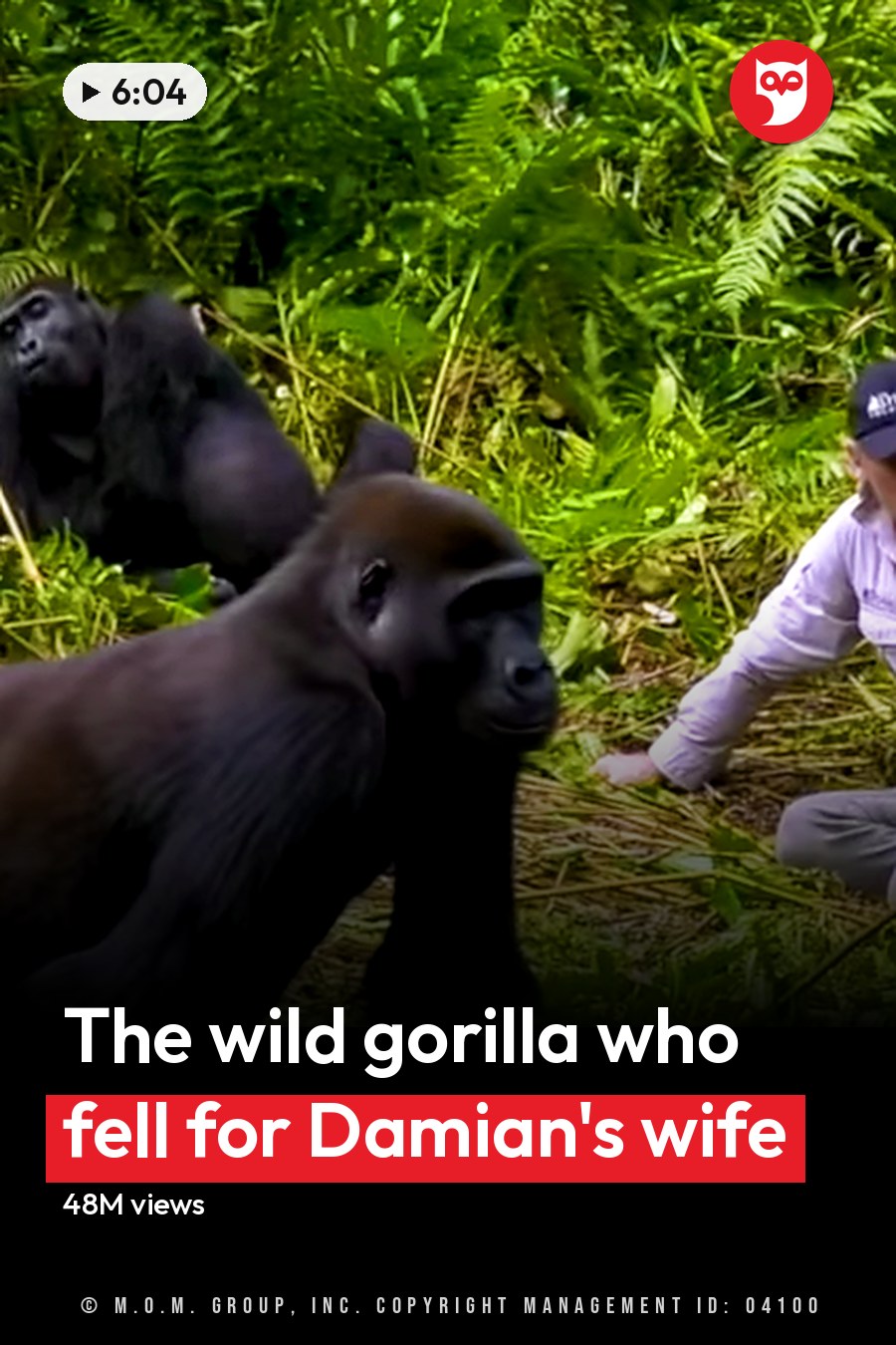 Adult male wearing a light purple button-up shirt and sunglasses, interacting with juvenile Western Lowland gorillas in a lush green jungle setting under natural daylight. The headline runs in white letters across the lower third.