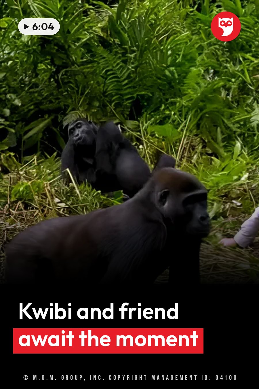 Two gorillas sit among dense green leaves, one facing forward and the other partly hidden behind. A headline runs in white letters across the lower third.