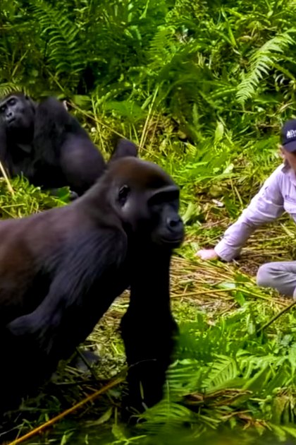 Adult male wearing a light purple button-up shirt and sunglasses, interacting with juvenile Western Lowland gorillas in a lush green jungle setting under natural daylight.