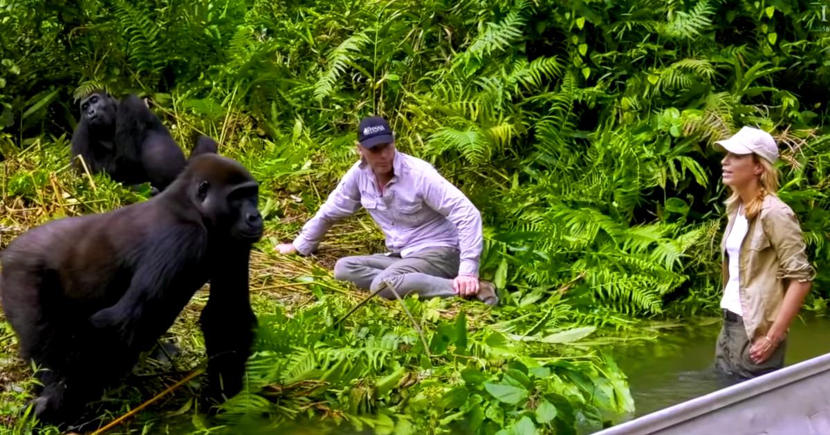 Adult male wearing a light purple button-up shirt and sunglasses, interacting with juvenile Western Lowland gorillas in a lush green jungle setting under natural daylight.