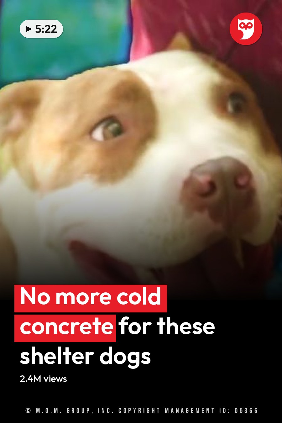 An adult female with red hair wearing a sleeveless, blue-patterned top walks outdoors among blurred greenery. A white and brown pit bull terrier dog stands nearby in the same setting. The headline runs in white letters across the lower third.