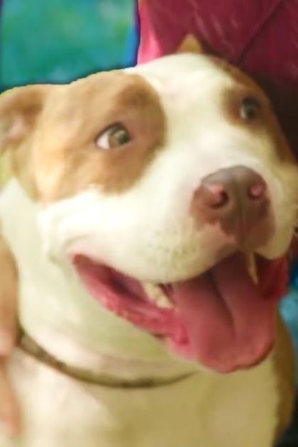 An adult female with red hair wearing a sleeveless, blue-patterned top walks outdoors among blurred greenery. A white and brown pit bull terrier dog stands nearby in the same setting.