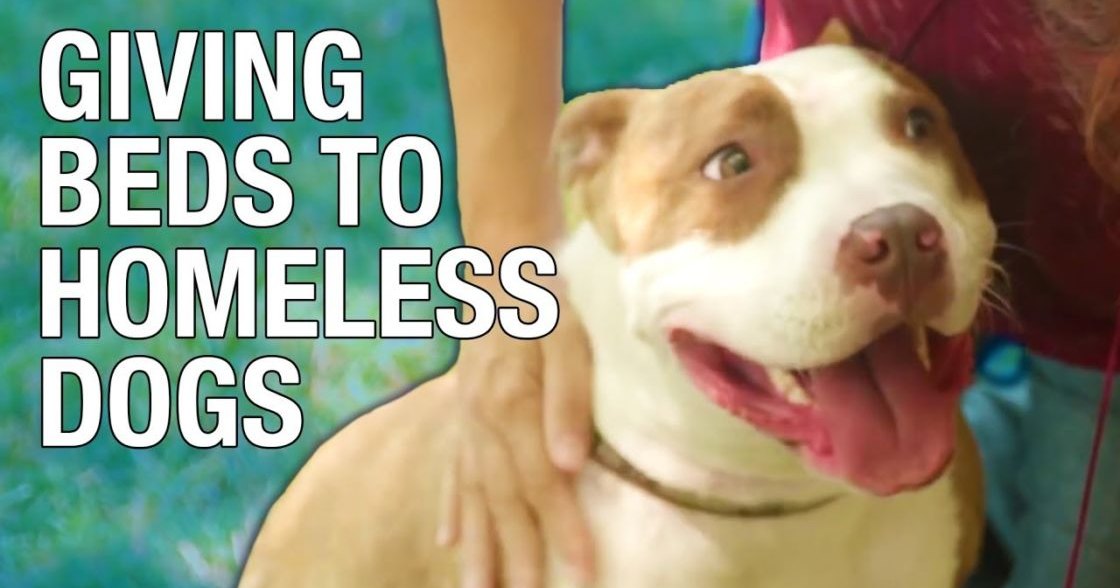 An adult female with red hair wearing a sleeveless, blue-patterned top walks outdoors among blurred greenery. A white and brown pit bull terrier dog stands nearby in the same setting.