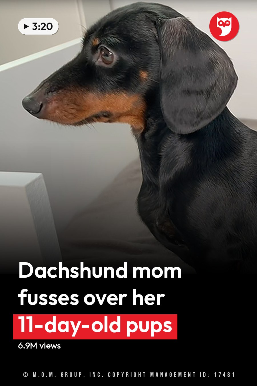 A black and tan adult dachshund with three small puppies, likely in a home setting indoors. The background suggests an indoor environment possibly used as a kennel or crate. The headline runs in white letters across the lower third.