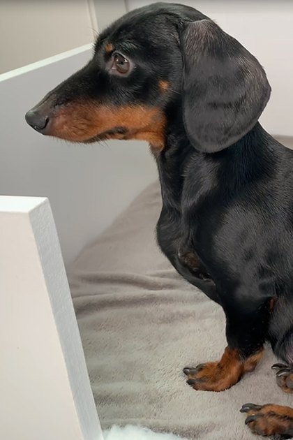 A black and tan adult dachshund with three small puppies, likely in a home setting indoors. The background suggests an indoor environment possibly used as a kennel or crate.