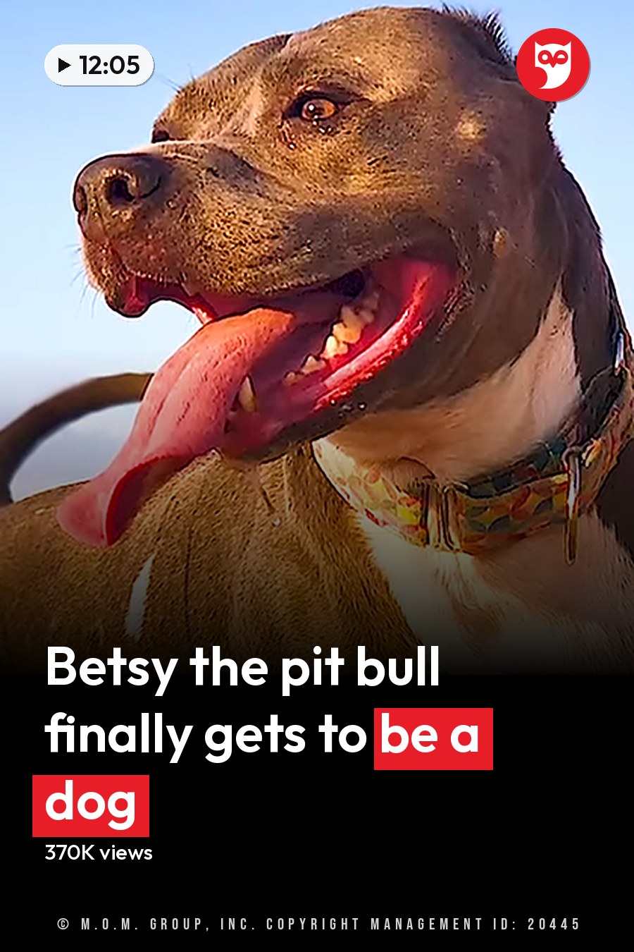 An American Pit Bull Terrier with brown and white coat stands on dry, golden grassy field under clear blue sky. The headline runs in white letters across the lower third.
