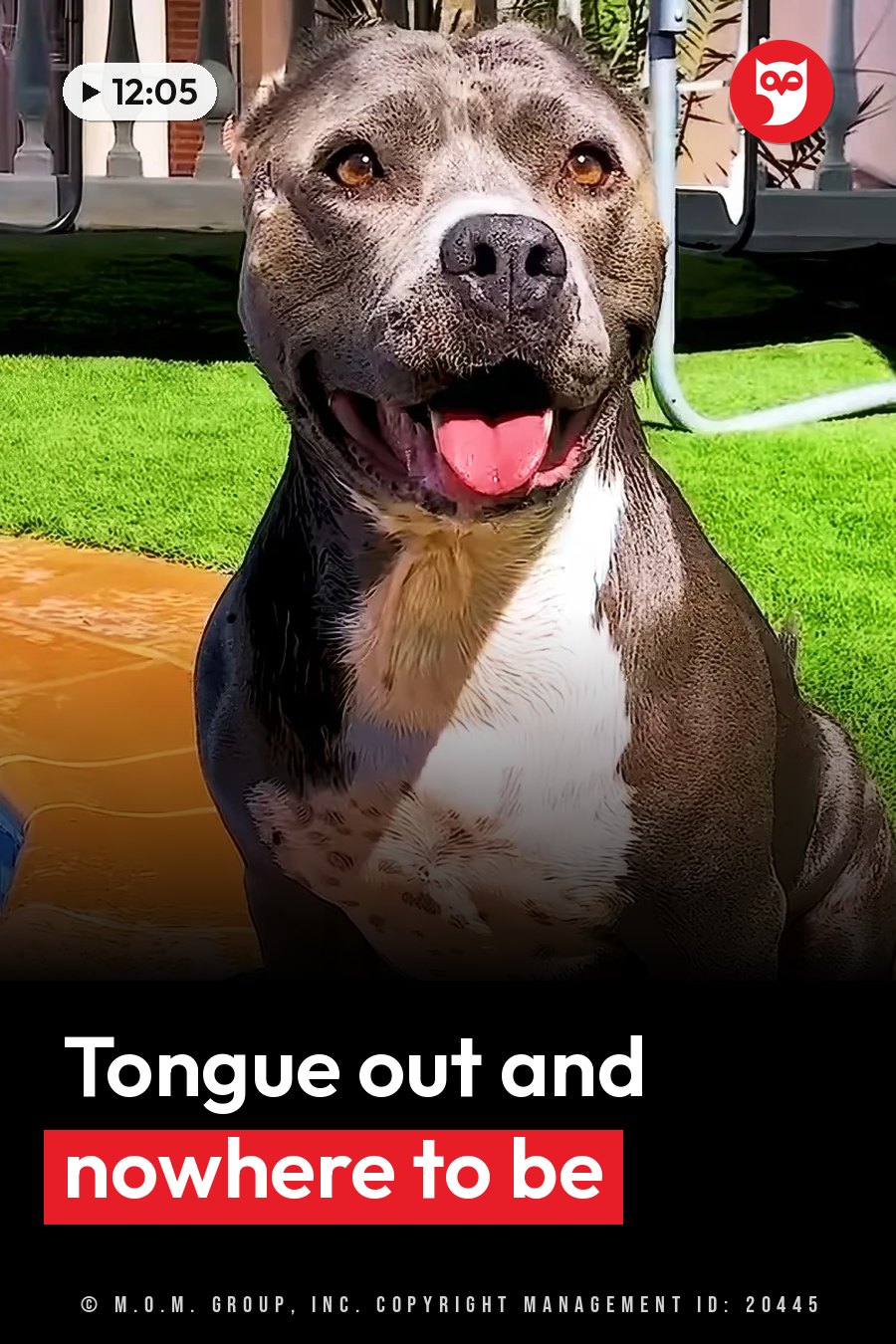 A gray and white dog sits on grass near a pool with her tongue out, looking at the camera. A headline runs in white letters across the lower third.