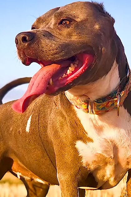 An American Pit Bull Terrier with brown and white coat stands on dry, golden grassy field under clear blue sky.