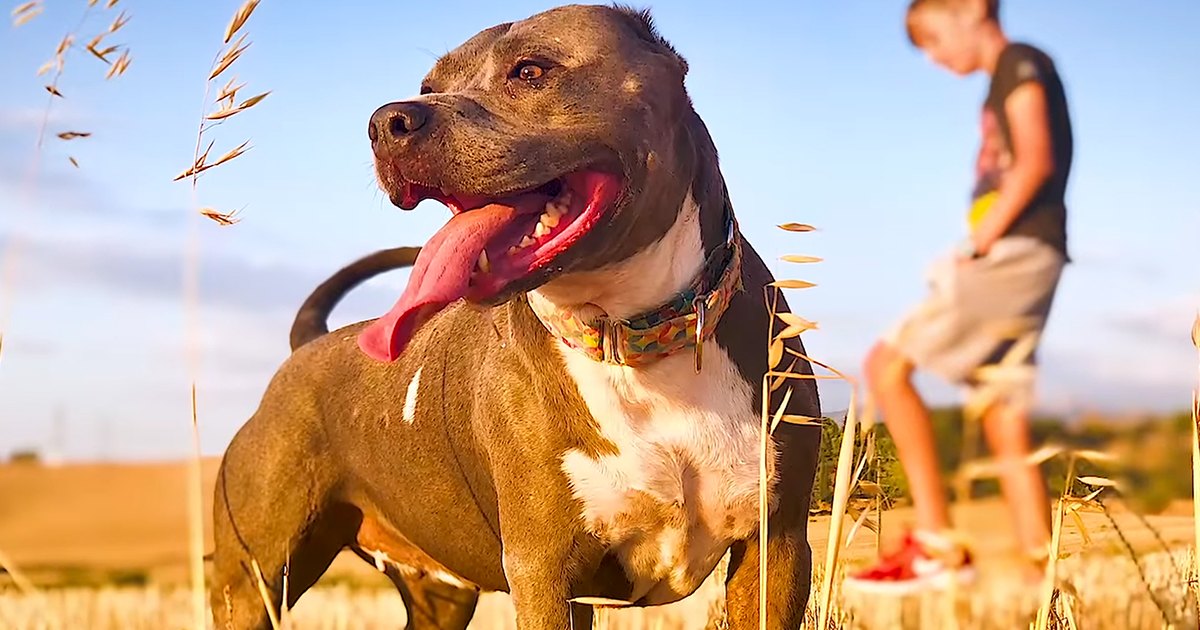 An American Pit Bull Terrier with brown and white coat stands on dry, golden grassy field under clear blue sky.