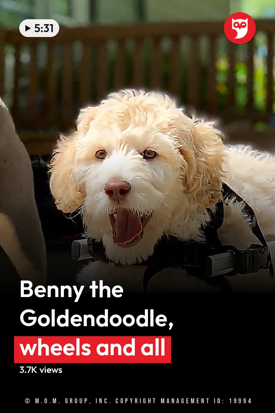 Two dogs, an adult American Bulldog with a brindle coat and white markings, and a Goldendoodle in a wheelchair for mobility assistance, surrounded by lush greenery in a garden setting. Bright daylight illuminates the scene. The headline runs in white letters across the lower third.