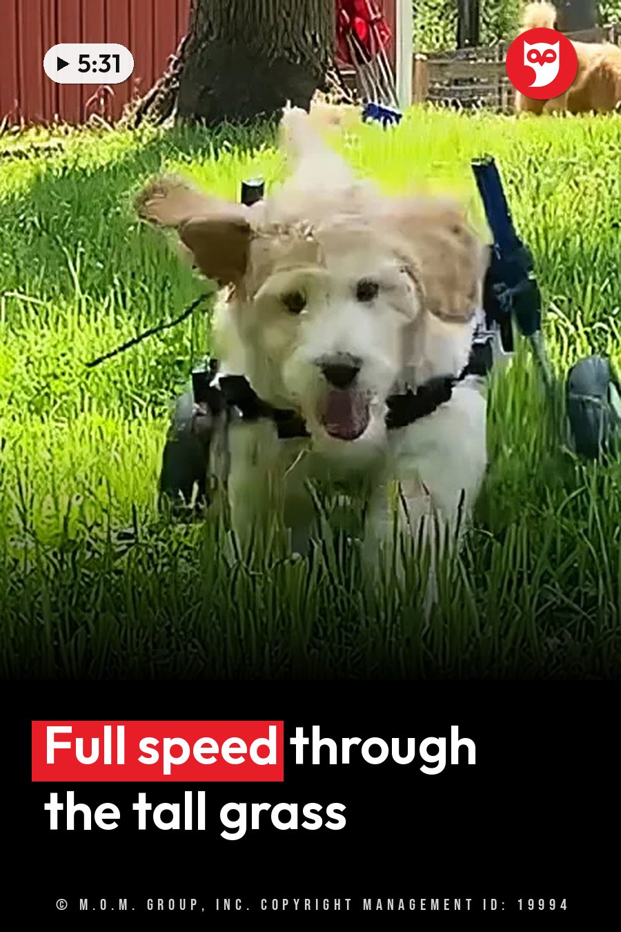 A small dog wearing a harness runs through tall green grass toward the camera. A headline runs in white letters across the lower third.