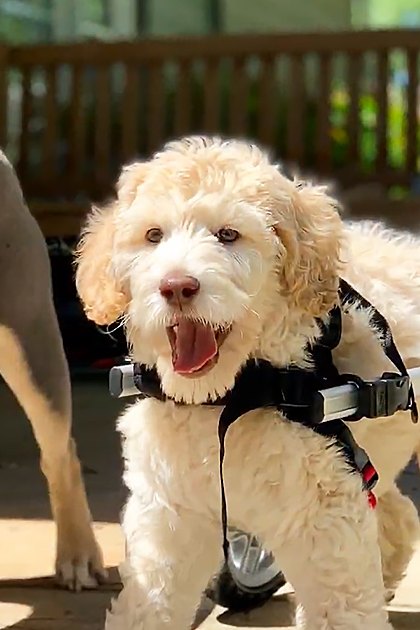Two dogs, an adult American Bulldog with a brindle coat and white markings, and a Goldendoodle in a wheelchair for mobility assistance, surrounded by lush greenery in a garden setting. Bright daylight illuminates the scene.