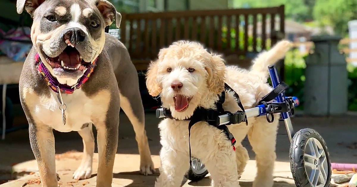 Two dogs, an adult American Bulldog with a brindle coat and white markings, and a Goldendoodle in a wheelchair for mobility assistance, surrounded by lush greenery in a garden setting. Bright daylight illuminates the scene.