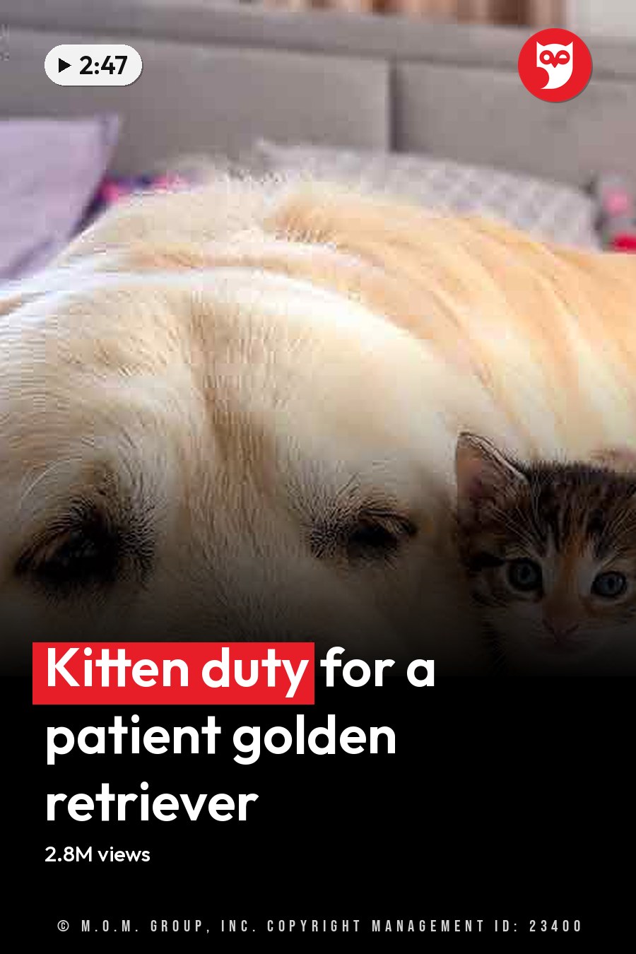 A golden retriever lying with kittens in a cozy bedroom setting during daytime. The headline runs in white letters across the lower third.