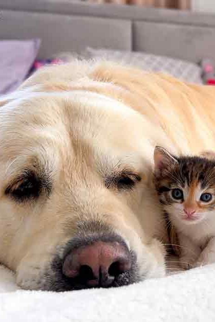 A golden retriever lying with kittens in a cozy bedroom setting during daytime.