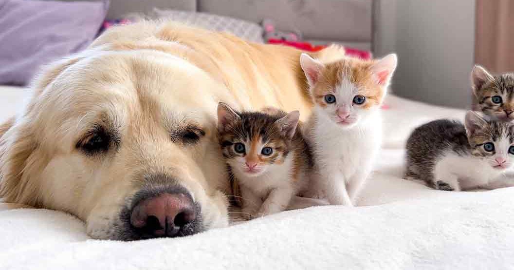A golden retriever lying with kittens in a cozy bedroom setting during daytime.