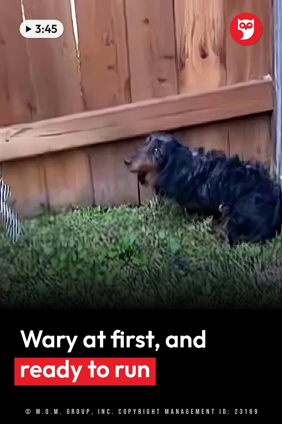 A black dog sits on grass near a wooden fence, looking toward the left. A headline runs in white letters across the lower third.