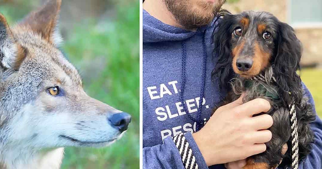 An adult male singer wearing a blue 'EAT, SLEEP, RESCUE' hoodie with a wolf and a dachshund in an outdoor setting during spring or summer.