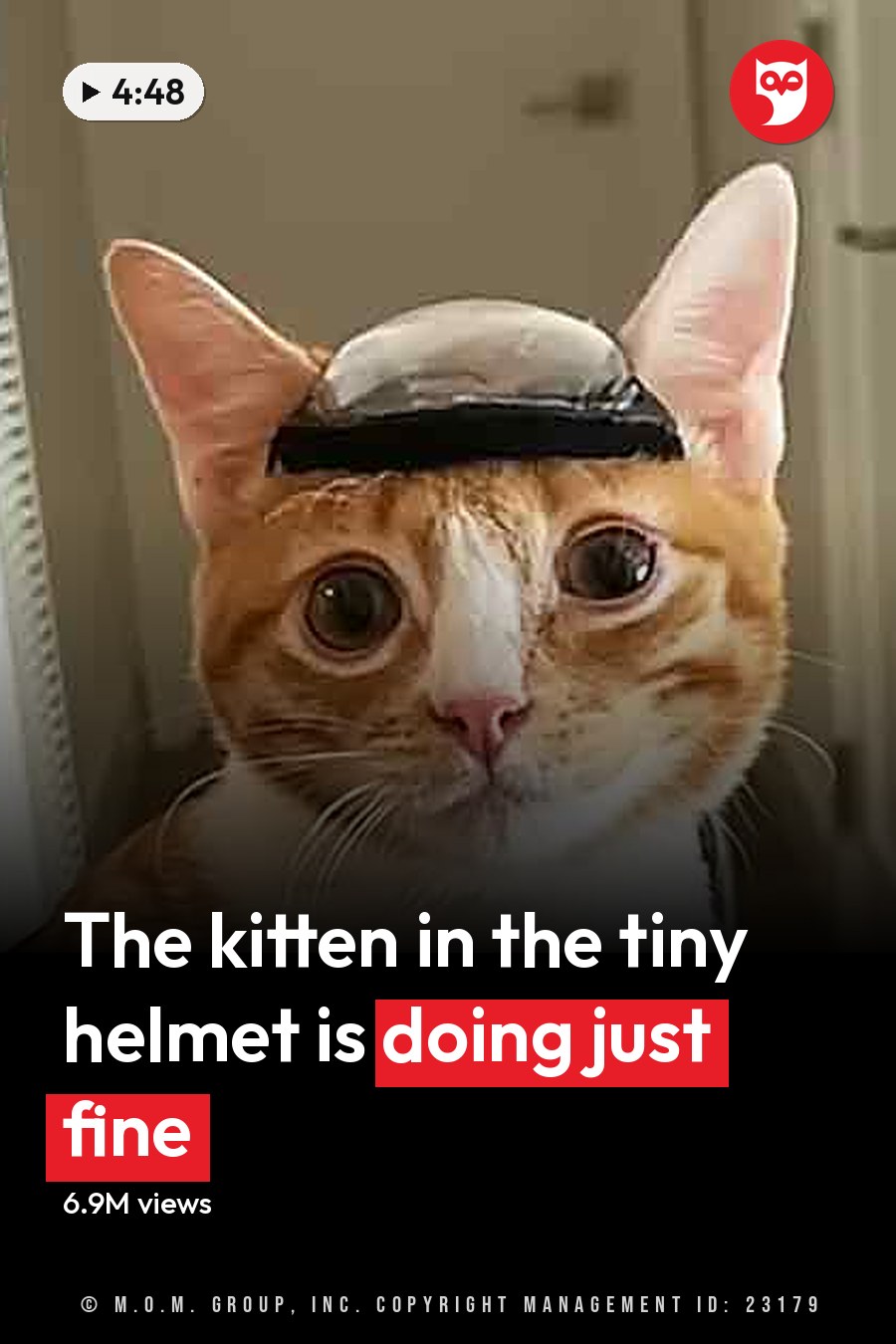 An adult tabby cat with an orange and white coat, wearing a small helmet or cap indoors in a home setting. The headline runs in white letters across the lower third.