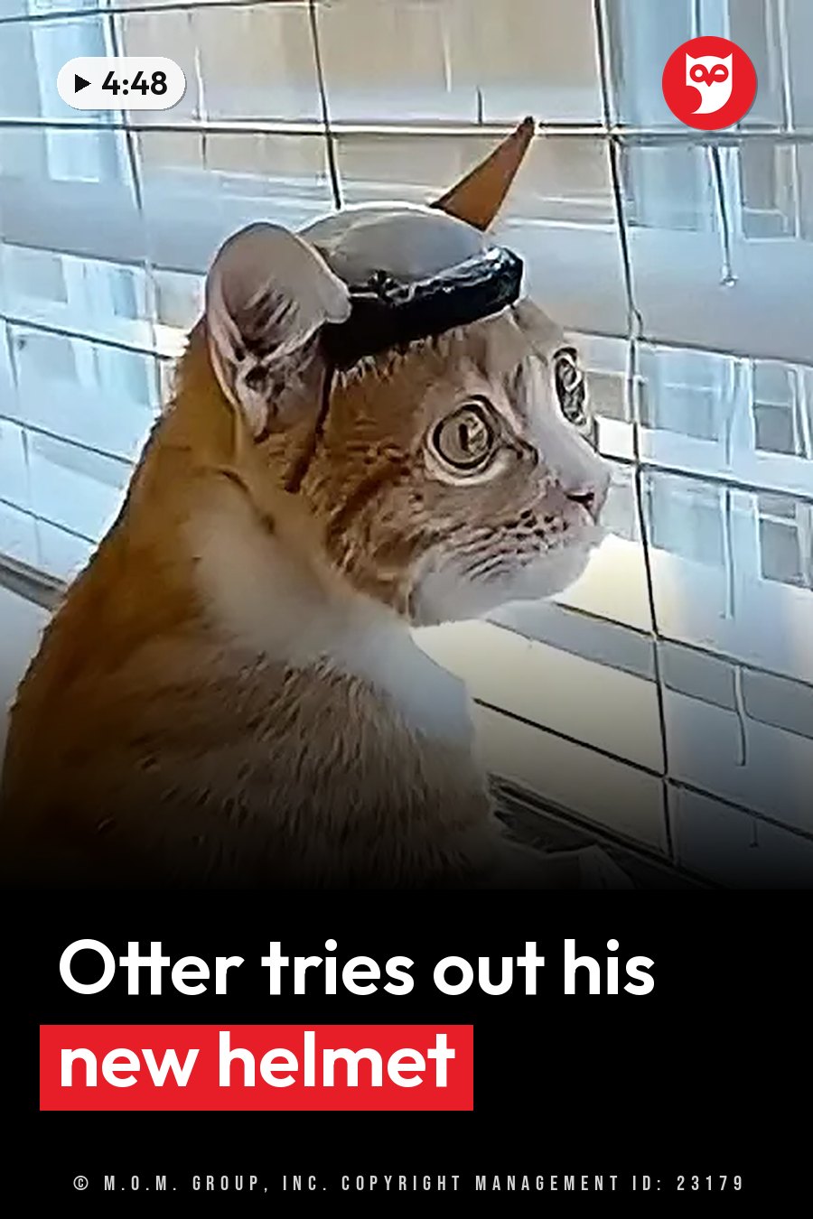 An orange and white cat wearing a small helmet looks out a window at buildings outside. A headline runs in white letters across the lower third.