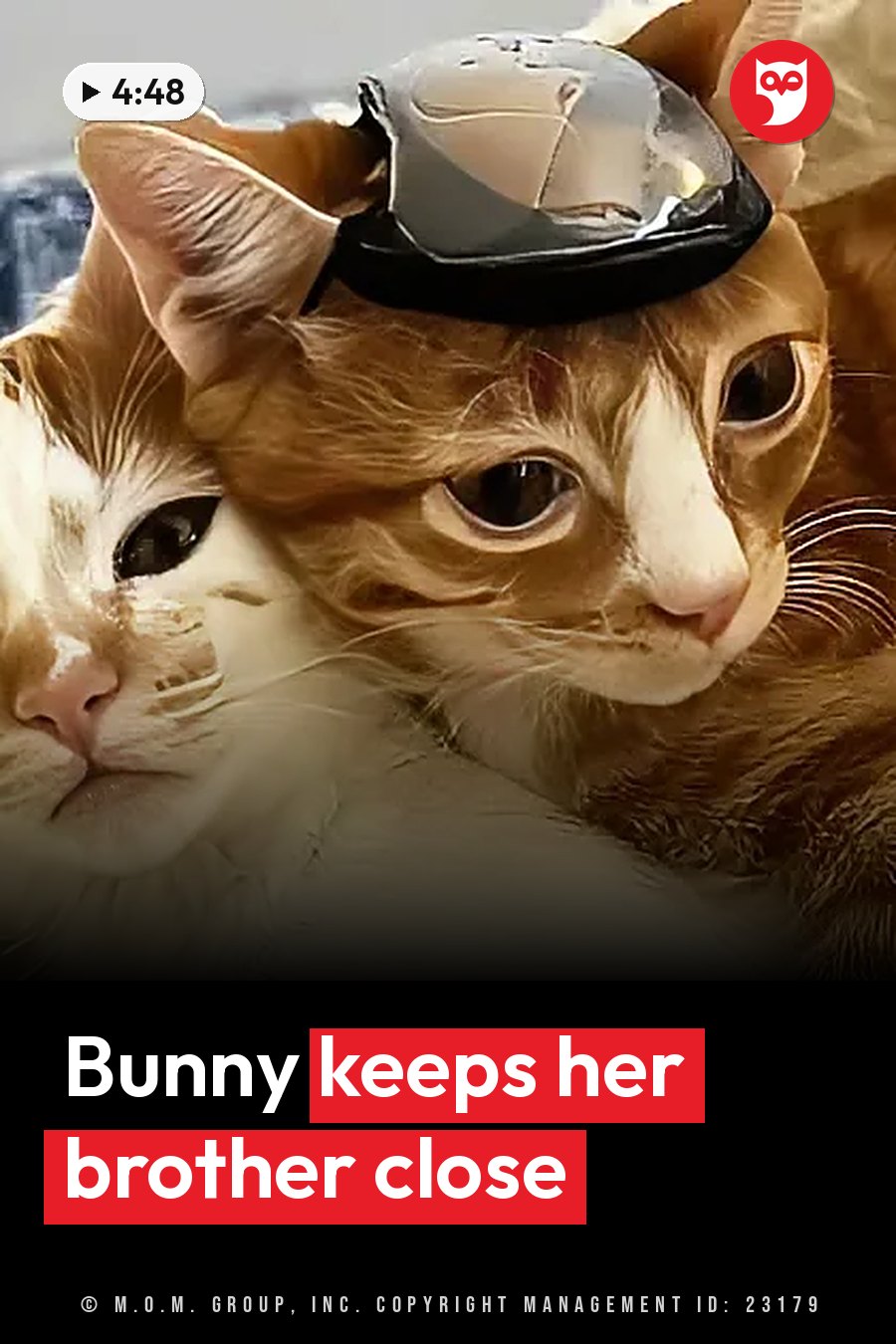 Two cats rest together, and one of them wears a small helmet. A headline runs in white letters across the lower third.