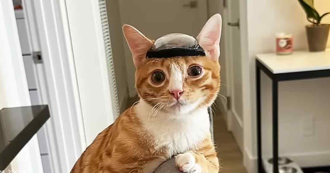 An adult tabby cat with an orange and white coat, wearing a small helmet or cap indoors in a home setting.