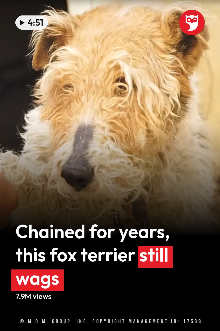 An adult Irish Terrier dog with light brown fur, wearing a collar with a chain, interacting indoors with a person in a dark sleeveless top and cotton fabric. The headline runs in white letters across the lower third.