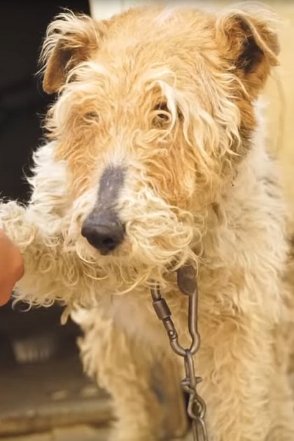 An adult Irish Terrier dog with light brown fur, wearing a collar with a chain, interacting indoors with a person in a dark sleeveless top and cotton fabric.