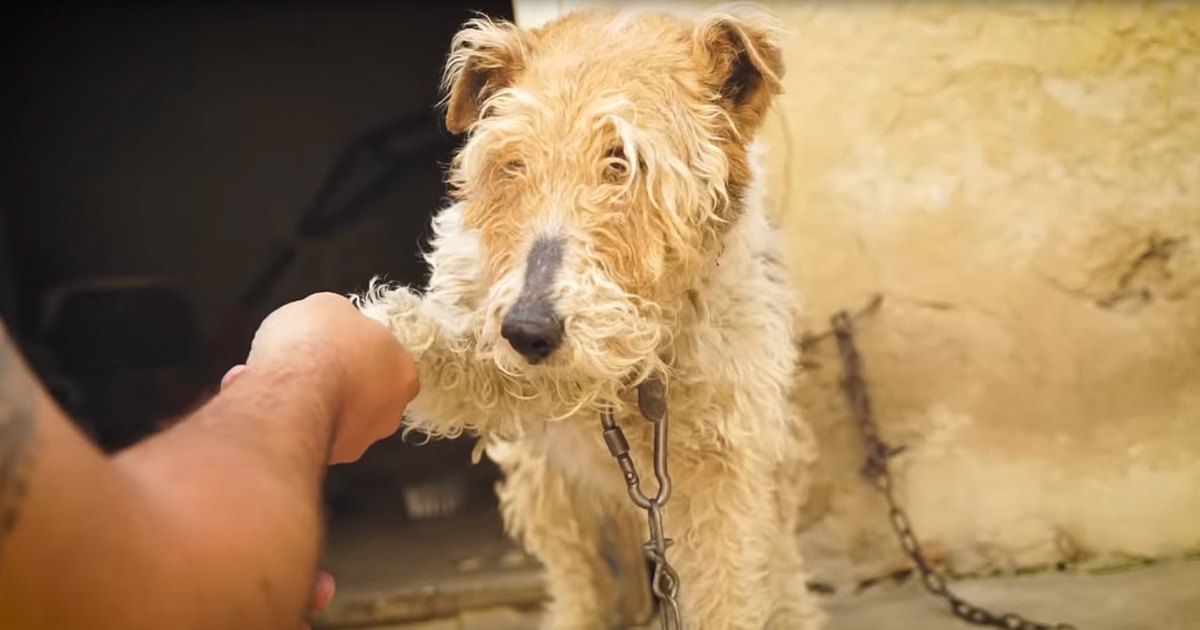 An adult Irish Terrier dog with light brown fur, wearing a collar with a chain, interacting indoors with a person in a dark sleeveless top and cotton fabric.