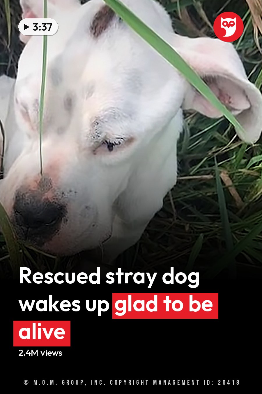 A Great Dane dog with white and dark spots, wearing a red collar in an outdoor setting with grassy terrain. The headline runs in white letters across the lower third.