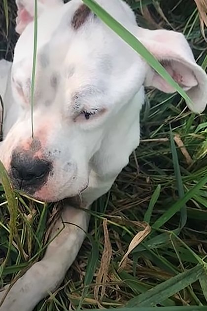 A Great Dane dog with white and dark spots, wearing a red collar in an outdoor setting with grassy terrain.