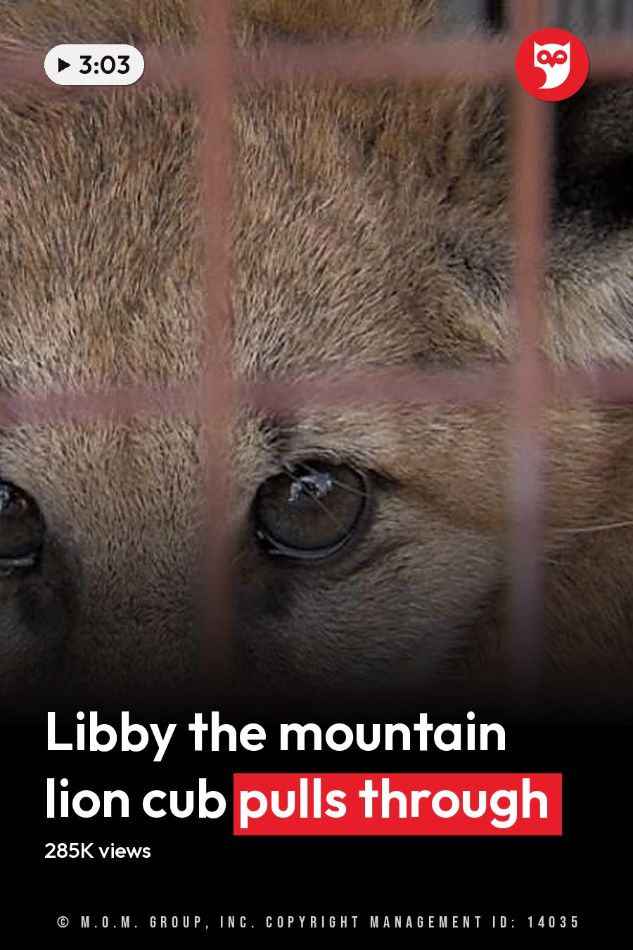 A light brown domestic kitten inside a metal cage, likely indoors with artificial lighting. The headline runs in white letters across the lower third.