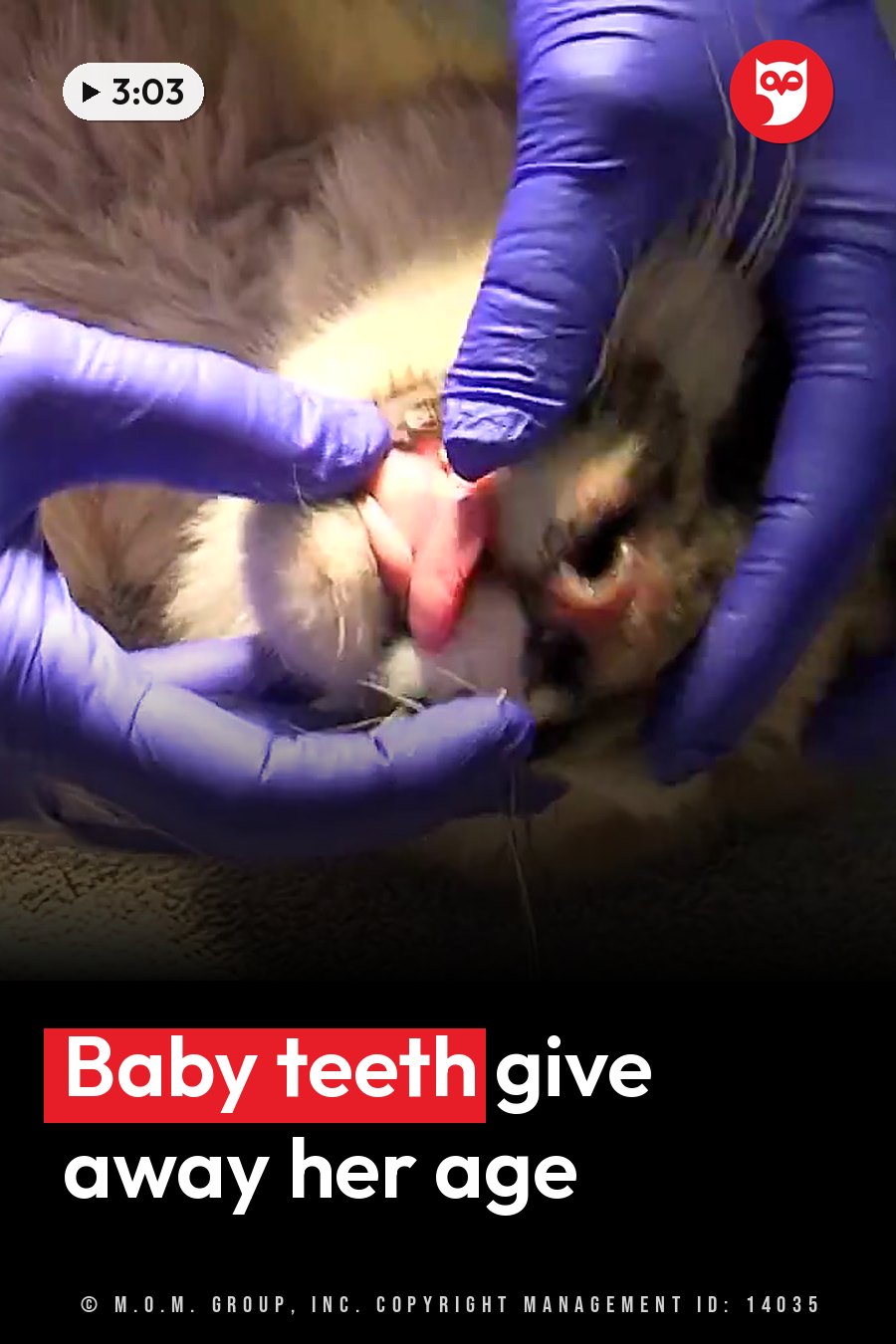 Gloved hands hold the mountain lion cub during a medical check of her mouth and tongue. A headline runs in white letters across the lower third.