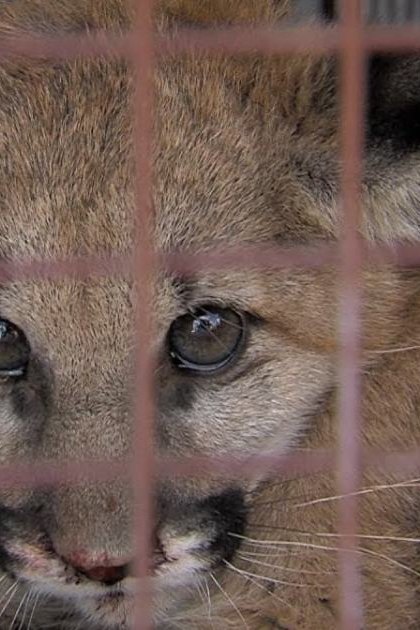 A light brown domestic kitten inside a metal cage, likely indoors with artificial lighting.